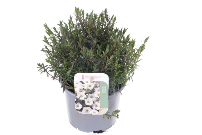 <h4>Arenaria montana</h4>