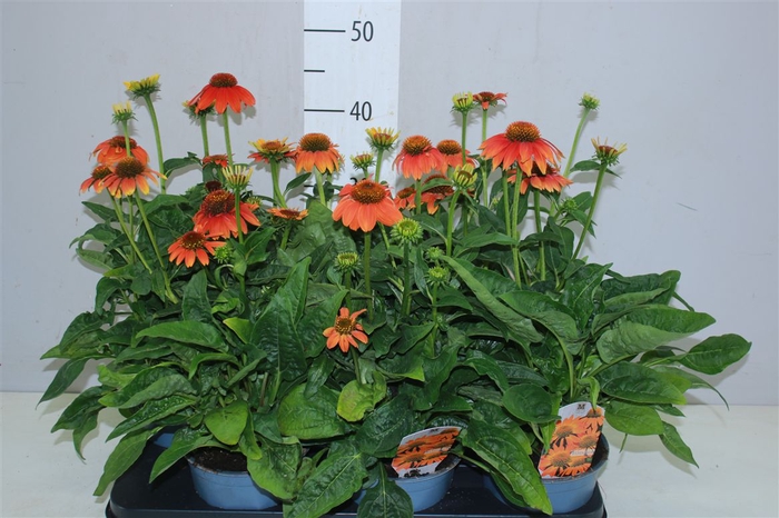 <h4>Echinacea Som Flam Orange</h4>