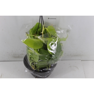 PHILODENDRON AMARELO C21 PENDENTE