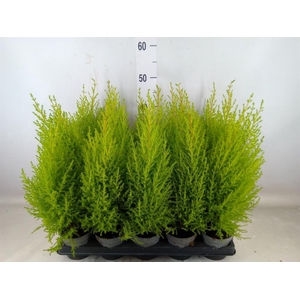 Cupressus macro. 'Goldcrest Wilma'