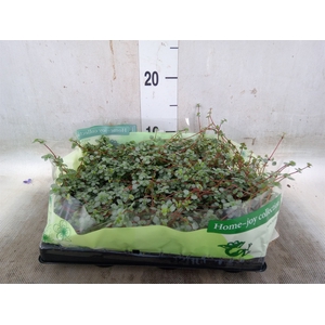 Pilea glaucophylla 'Greyzy'