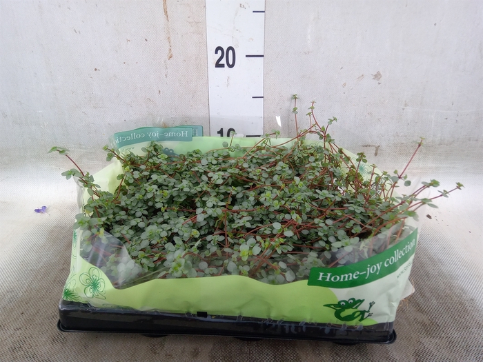 <h4>Pilea glaucophylla 'Greyzy'</h4>