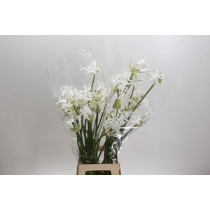 Nerine Biancaneve Artistiek