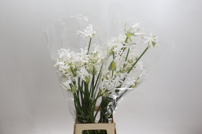 <h4>Nerine Biancaneve Artistiek</h4>