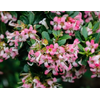 Escallonia overig