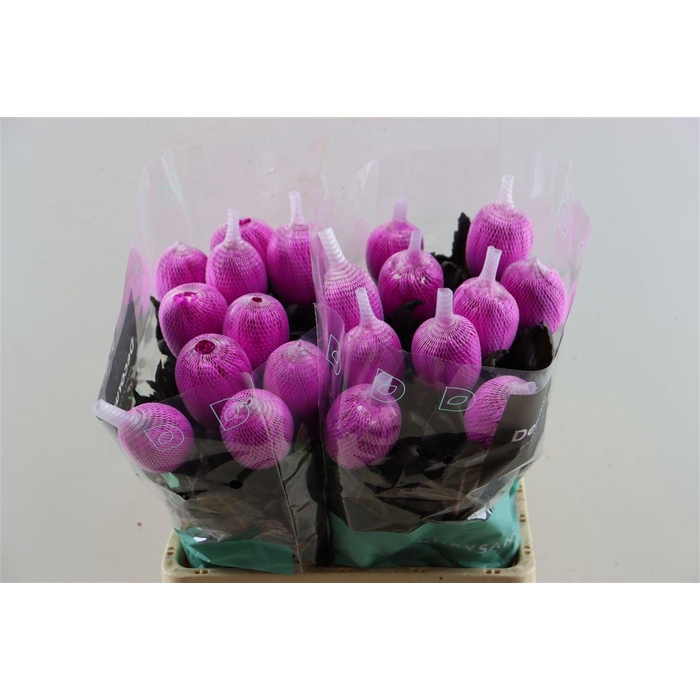 <h4>Chr G Kbh Antonov Cerise</h4>