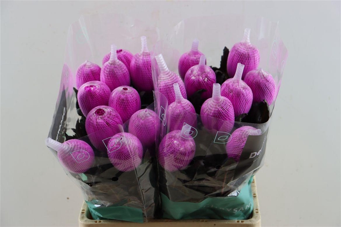 Chr G Kbh Antonov Cerise