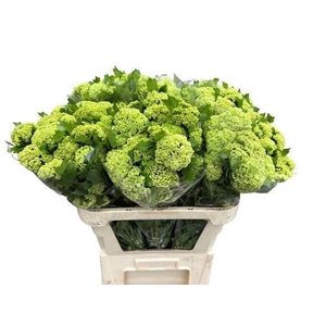 VIBURNUM ROSEUM 4+ PER STEM