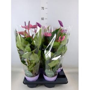 Anthurium andr. 'Cavalli'