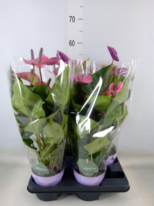 <h4>Anthurium andr. 'Cavalli'</h4>