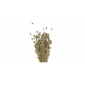 Dried Phalaris Platina Bunch