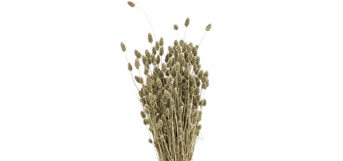 <h4>Dried Phalaris Platina Bunch</h4>