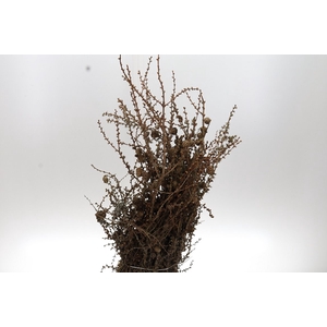 Larix Cones Per Bunch 70cm