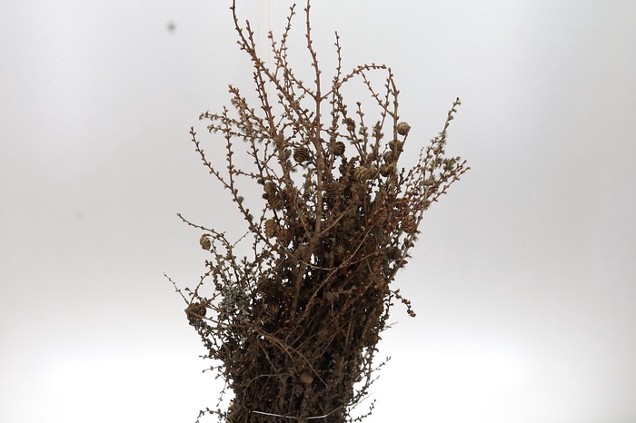 <h4>Larix Cones Per Bunch 70cm</h4>