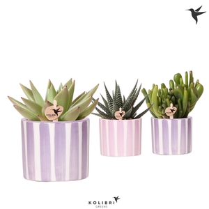 Kolibri Greens Succulenten mix in Painted Stripe pot pink mix