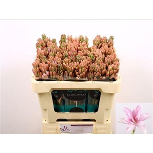 Polianthes Elle Pink