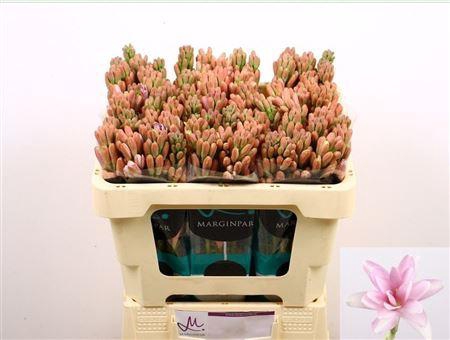 <h4>Polianthes Elle Pink</h4>