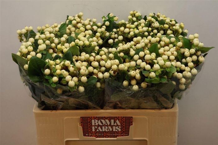 <h4>HYP MAG SNOWPRINCE</h4>