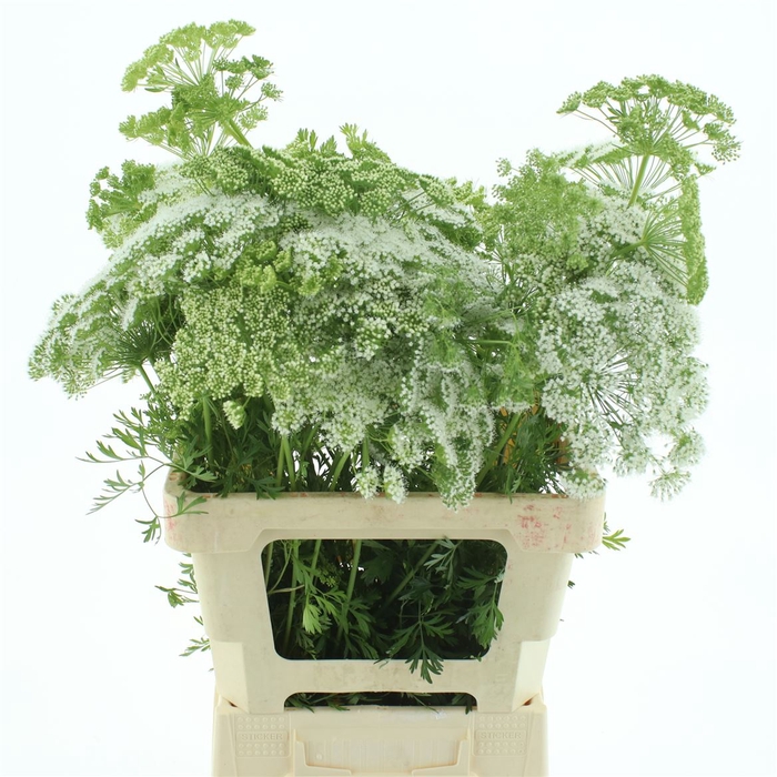 <h4>Ammi Visnaga</h4>