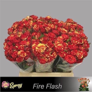 R Tr Fire Flash