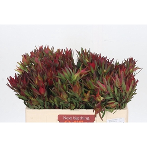 Leucadendron Blush Spray