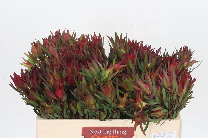 Leucadendron Blush Spray