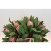 Protea Susara