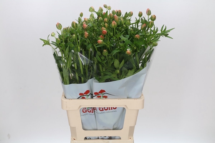 <h4>Ran Butterfly Eris</h4>