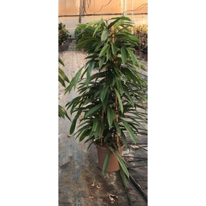 Ficus overig gemengd 3 soorten