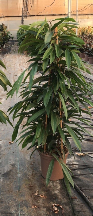 <h4>Ficus overig gemengd 3 soorten</h4>