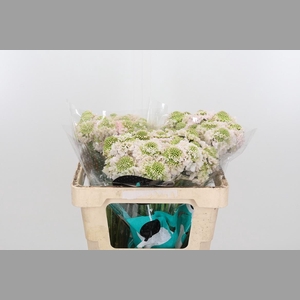 Scab At F Va B Scoop