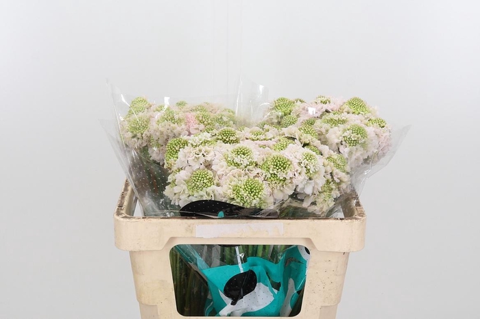 <h4>Scab At F Va B Scoop</h4>