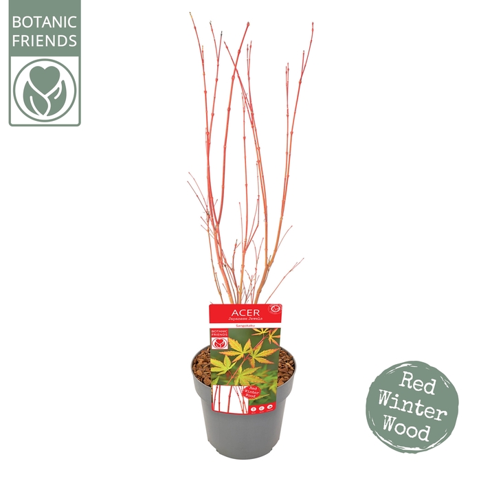 <h4>Acer palm. 'Sangokaku'</h4>