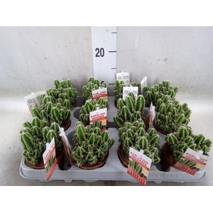 Cereus per. 'Florida'