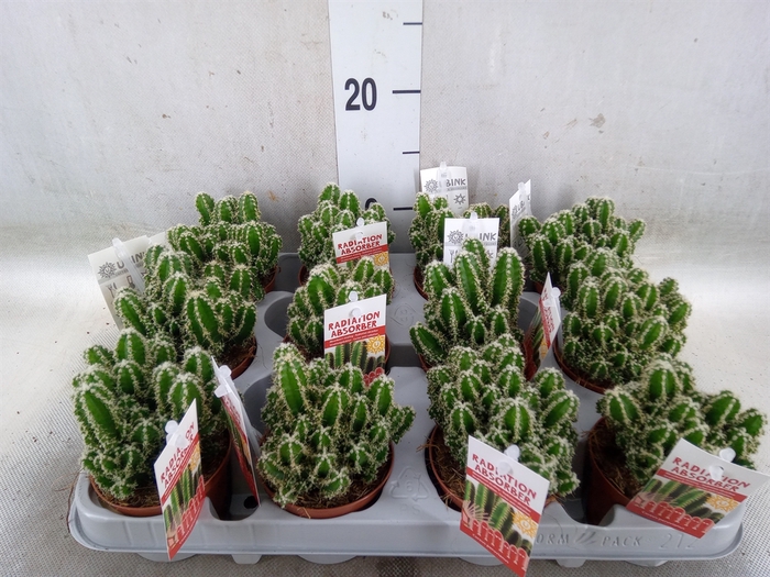 <h4>Cereus per. 'Florida'</h4>