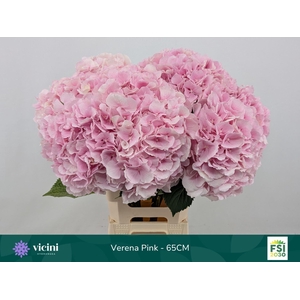 HYDRANGEA  'VERENA'