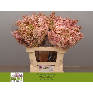 SYR HY MAIDENS BLUSH