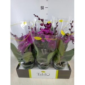 Phalaenopsis   ...lilac