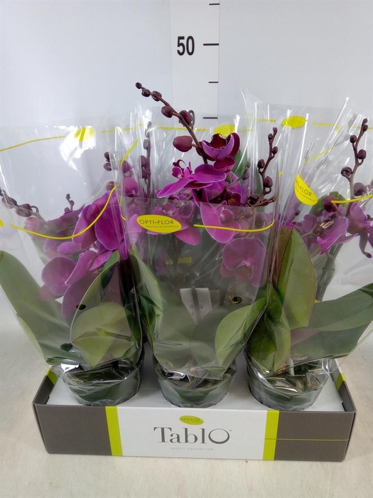 <h4>Phalaenopsis ...lilac</h4>