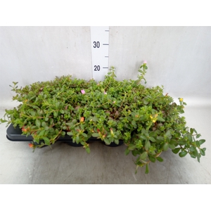 Portulaca   ...mix