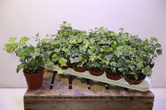 <h4>arr8 Hed He Kolibri</h4>