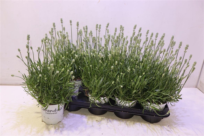 <h4>Lavan In Edelweiss</h4>