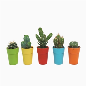 Cactus mix 5,5 cm in kleurig gerecycled kunststof pot