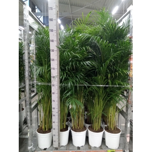 Dypsis lutescens   ...Chrysalidoca