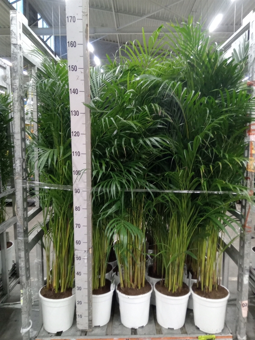<h4>Dypsis lutescens   ...Chrysalidoca</h4>