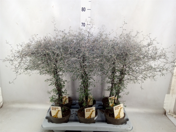 <h4>Corokia cotoneaster</h4>