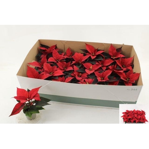 EUPHOR POINSETTIA RED MINI P6