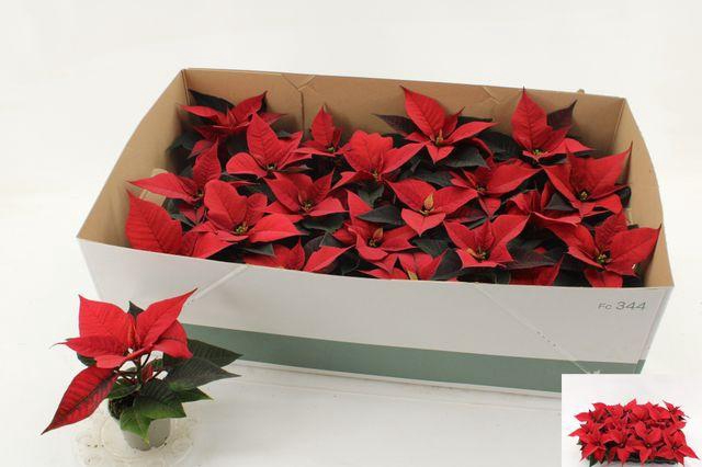 <h4>EUPHOR POINSETTIA RED MINI P6</h4>
