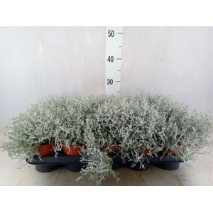Leucophyta     [Calocephalus]