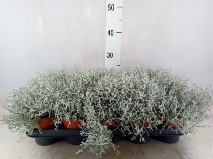 <h4>Leucophyta     [Calocephalus]</h4>